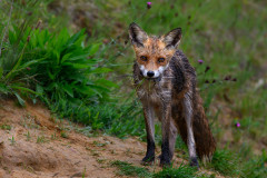AikoSukdolak_20190511-20190511-_DSC8499-2