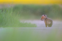 AikoSukdolak_DSC_0158-Verbessert-RR