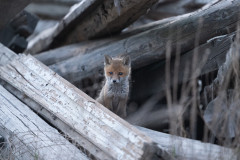 AikoSukdolak_DSC_2357