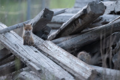 AikoSukdolak_DSC_2431