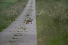 AikoSukdolak_DSC_3678