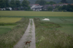AikoSukdolak_DSC_3704