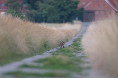 AikoSukdolak_DSC_6322