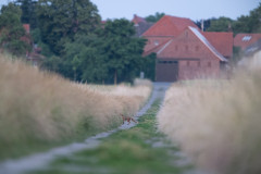 AikoSukdolak_DSC_6336