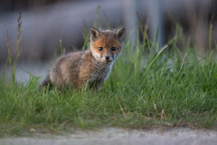 AikoSukdolak_DSC_7625