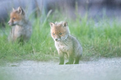 AikoSukdolak_DSC_8280-Bearbeitet