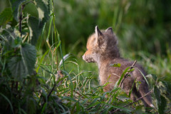 AikoSukdolak_DSC_8468