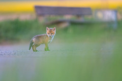 AikoSukdolak_DSC_9970-Bearbeitet
