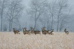 Ein Sprung Rehe an einem Wintermorgen