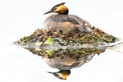 Haubentaucher auf dem Nest