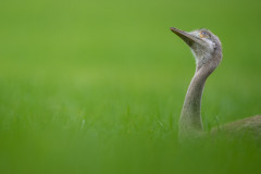 Nandu Jungvogel
