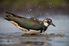 Kibitz beim Baden