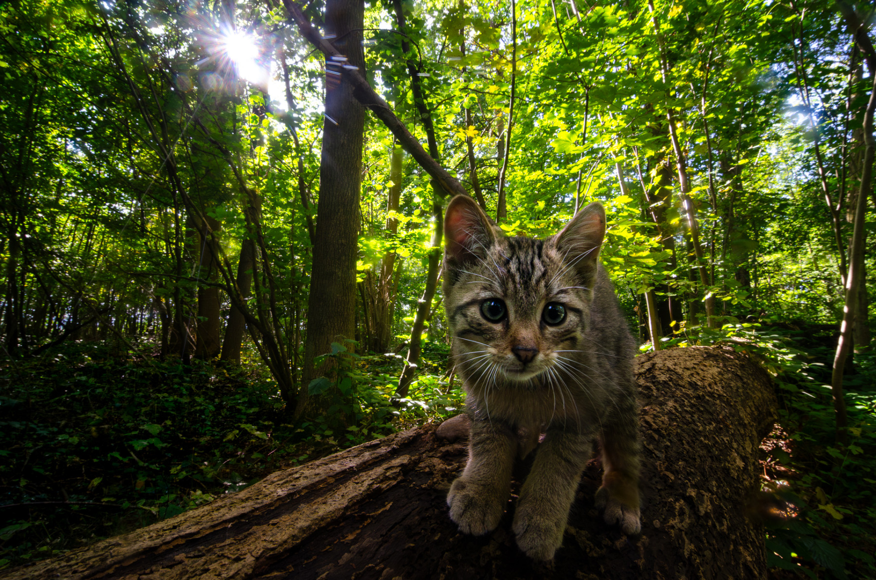 "Wildkatzennachwuchs"