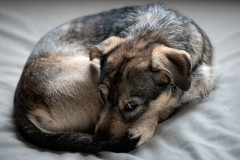 AikoSukdolak_20200329-_DSC5473