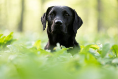 AikoSukdolak_Haustierfotografie_DSC_1142