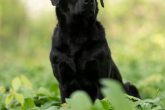 AikoSukdolak_Haustierfotografie_DSC_1258