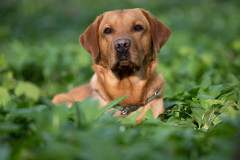 AikoSukdolak_Haustierfotografie_DSC_2034