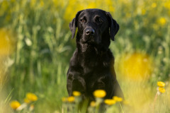 AikoSukdolak_Haustierfotografie_DSC_2998