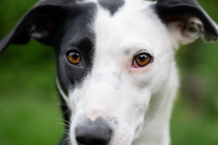 AikoSukdolak_Haustierfotografie_DSC_4887