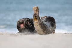 AikoSukdolak-Helgoland-Robben_DSC_3516