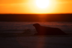AikoSukdolak_DSC_0877