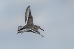 AikoSukdolak_DSC_2843