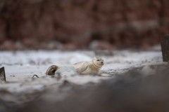 AikoSukdolak_DSC_4928