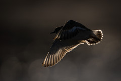 AikoSukdolak_DSC_6193