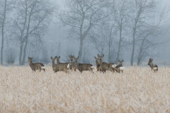 AikoSukdolak_20130214-AIS_7293