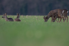 AikoSukdolak_DSC_9813