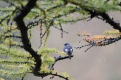AikoSukdolak_DSC_5233