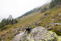 AikoSukdolak__DSC8108