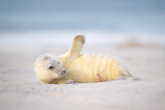 Kalender 2025 - Titelblatt - Kegelrobbenbaby, Helgoland