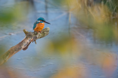 Kalender 2025 - September - Eisvogel, Region Hannover