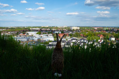 Kalender 2025 - Rückseite - Hase, Region Hannover
