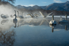 Titel - Singschwäne, Hokkaido Japan