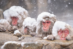 Januar - Schneeaffen, Japan