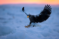 Februar - Riesenseeadler, Hokkaido Japan