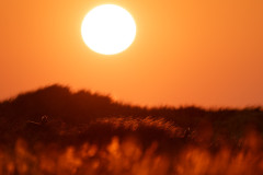 März - Rehe, Sankt Peter-Ording