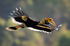 August - Doppelhornvogel, Indien