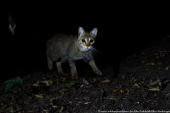 Wildkatze