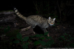 Wildkatze