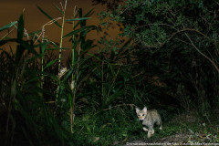 Wildkatze