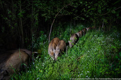 Wildschweinrotte