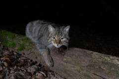 Wildkatze