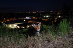 Fuchs vor den Lichtern der Stadt