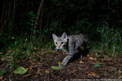 Wildkatze