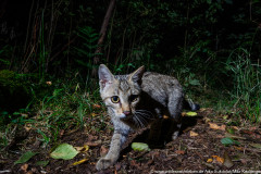 Wildkatze