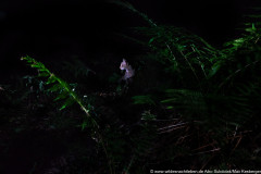 Wildkatze