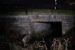 Wildkatze